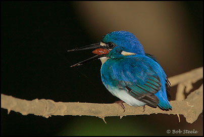 Little Kingfisher (Ceyx pusilla)