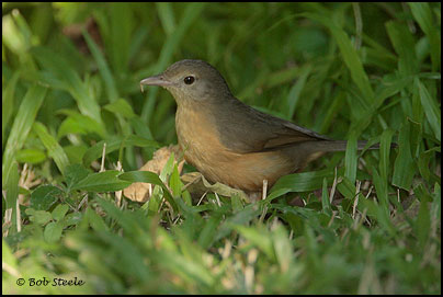 Little Shrike-thrush (Colluricincla megarhyncha)