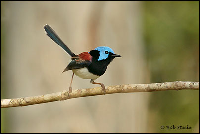 Lovely Fairy-wren (Malurus amabilis)