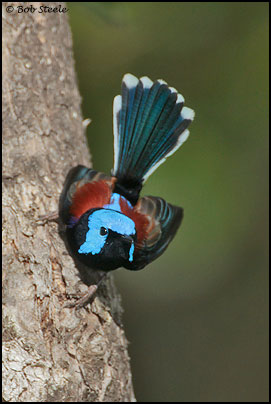 Lovely Fairy-wren (Malurus amabilis)