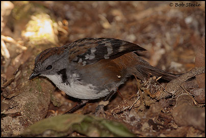 Logrunner (Orthonyx temminckii)