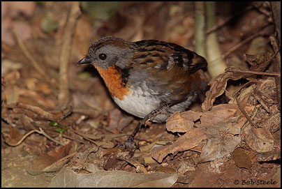 Logrunner (Orthonyx temminckii)