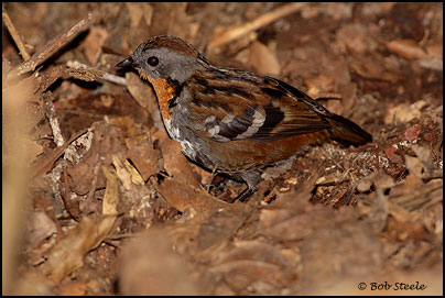 Logrunner (Orthonyx temminckii)