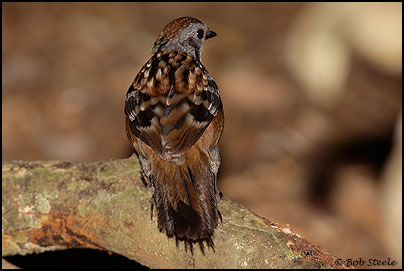 Logrunner (Orthonyx temminckii)