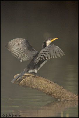 Little Pied Cormorant (Phalacrocorax melanoleucos)