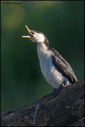 Little Pied Cormorant (Phalacrocorax melanoleucos)