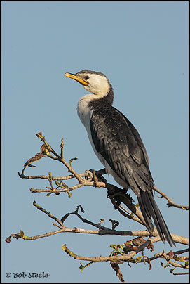 Little Pied Cormorant (Phalacrocorax melanoleucos)