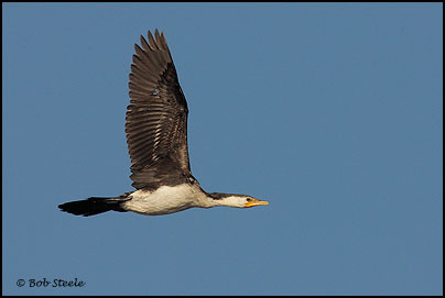 Little Pied Cormorant (Phalacrocorax melanoleucos)