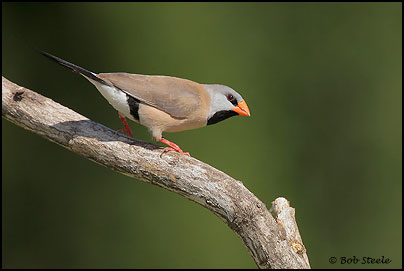 Long-tailed Finch (Poephila acuticauda)