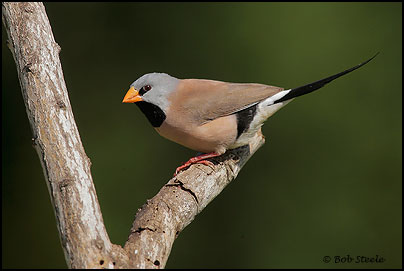 Long-tailed Finch (Poephila acuticauda)
