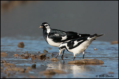 Magpie-Lark (Grallina cyanoleuca)