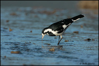 Magpie-Lark (Grallina cyanoleuca)