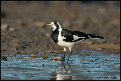 Magpie-Lark (Grallina cyanoleuca)