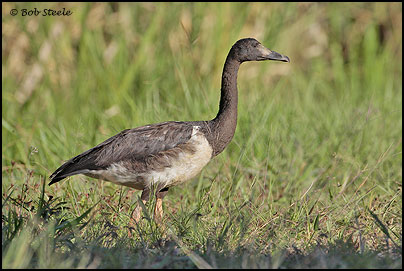 Magpie Goose (Anseranas semipalmata)