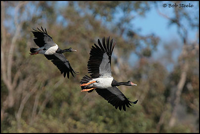 Magpie Goose (Anseranas semipalmata)