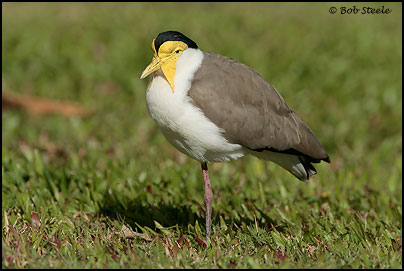 Masked Lapwing (Vanellus miles)