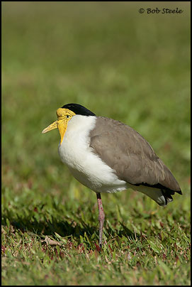 Masked Lapwing (Vanellus miles)