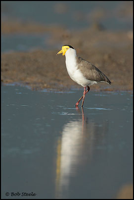 Masked Lapwing (Vanellus miles)