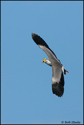 Masked Lapwing (Vanellus miles)