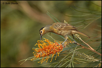 Macleay's Honeyeater (Xanthotis macleayana)