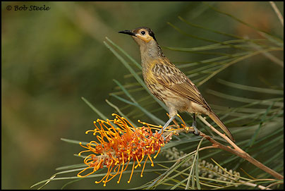 Macleay's Honeyeater (Xanthotis macleayana)