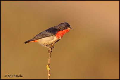 Mistletoebird (Dicaeum hirundinaceum)