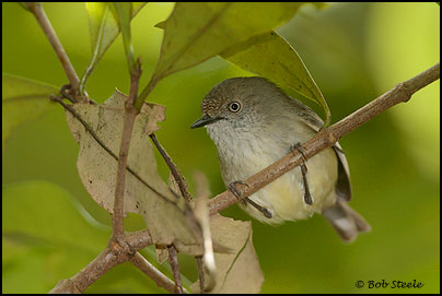 Mountain Thornbill (Acanthiza katherina)