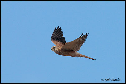 Nankeen Kestrel (Falco cenchroides)