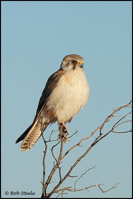 Nankeen Kestrel (Falco cenchroides)
