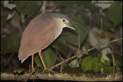 Nankeen Night Heron (Nycticorax caledonicus)