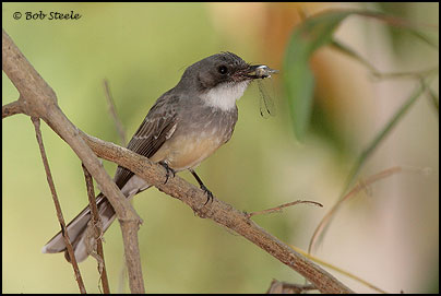 Northern Fantail (Rhipidura rufiventris)