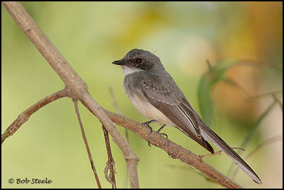 Northern Fantail (Rhipidura rufiventris)