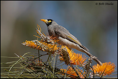 Noisy Miner (Manorina melanocephala)