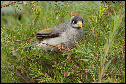 Noisy Miner (Manorina melanocephala)