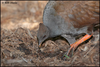 Orange-footed Scrubfowl (Megapodius reinwardt)