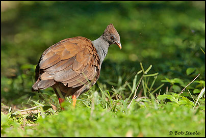 Orange-footed Scrubfowl (Megapodius reinwardt)