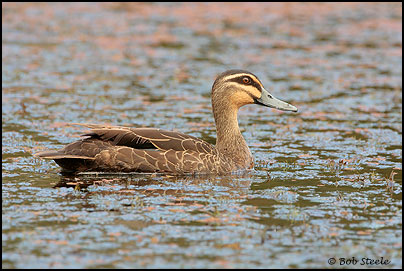 Pacific Black Duck (Anas superciliosa)
