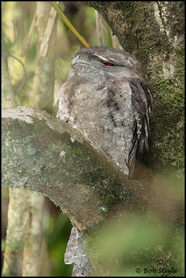 Papuan Frogmouth (Podargus papuensis)
