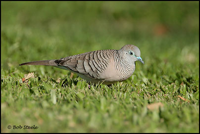 Peaceful Dove (Geopelia striata)
