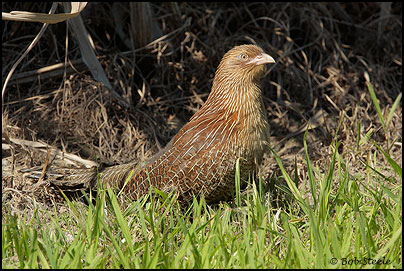 Pheasant Coucal (Centropus phasianinus)