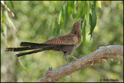 Pheasant Coucal (Centropus phasianinus)