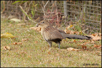 Pheasant Coucal (Centropus phasianinus)