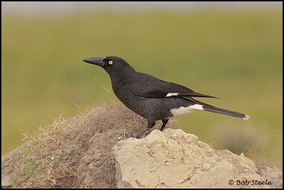 Pied Currawong (Strepera graculina)