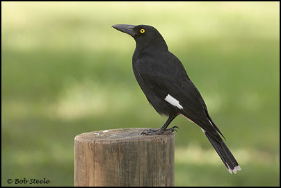 Pied Currawong (Strepera graculina)