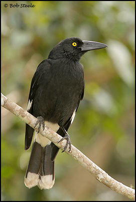 Pied Currawong (Strepera graculina)