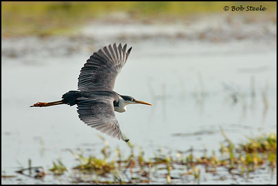 Pied Heron (Ardea picata)