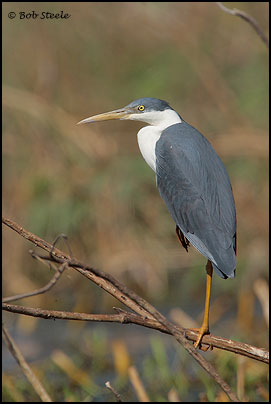 Pied Heron (Ardea picata)