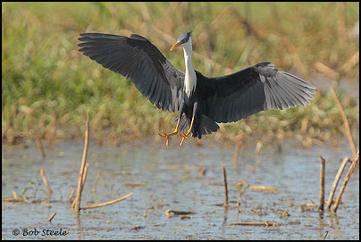 Pied Heron (Ardea picata)