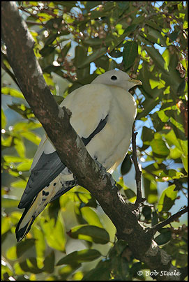 Pied Imperial-Pigeon (Ducula bicolor)