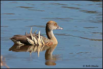 Plumed Whistling-Duck (Dendrocygna eytoni)